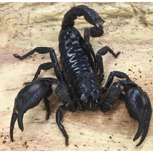 Heterometrus cyaneus - skorpionas